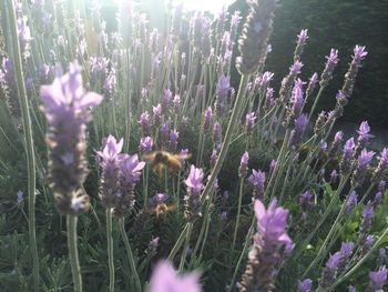 Purple flowers blooming in field