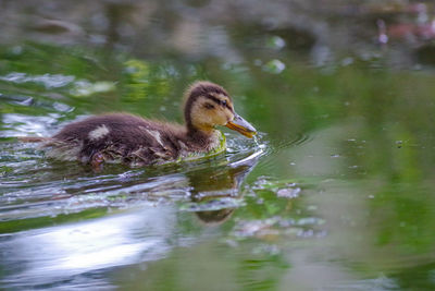 Duck swimming in lake