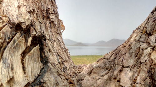 Close-up of tree by sea against sky
