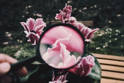 Cropped hand holding magnifying glass by pink flowers