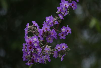 Close-up of purple flowers blooming outdoors