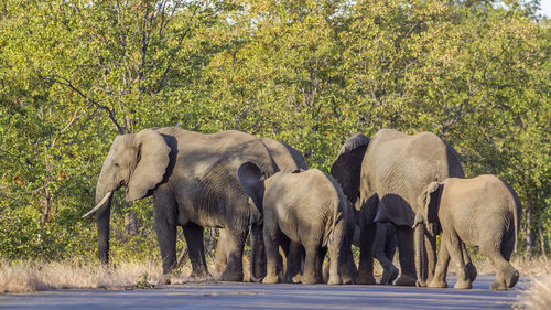 Elephant walking in a row