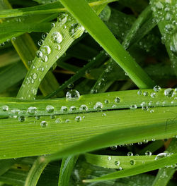 Close-up of water drops on grass