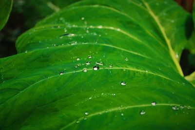 Full frame shot of raindrops on leaves