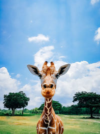 Portrait of giraffe on field against sky