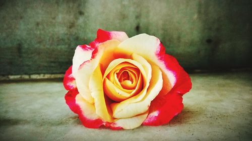 Close-up of rose flower