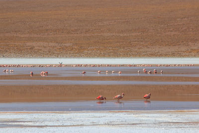 Birds on beach