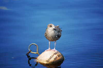 Close-up of seagull perching on a sea