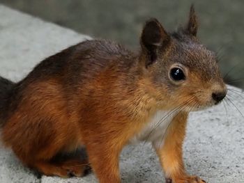 Close-up of squirrel