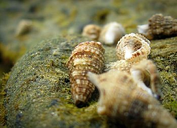 Close-up of seashell on rock