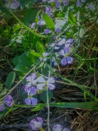 Close-up of purple flowers