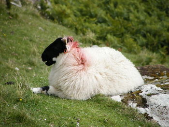 Close-up of dog eating grass