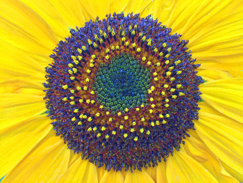 Macro shot of sunflower pollens