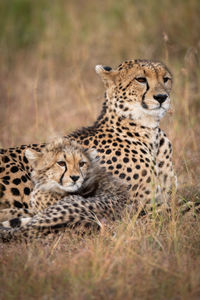 Cheetah with cub sitting in forest