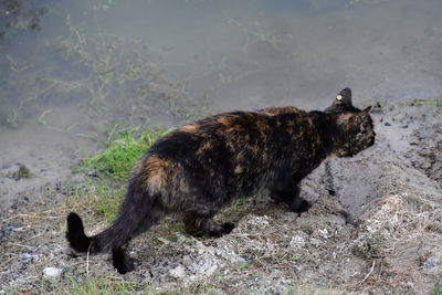 Side view of a black cat on land