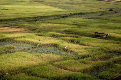 Rice filed in putao