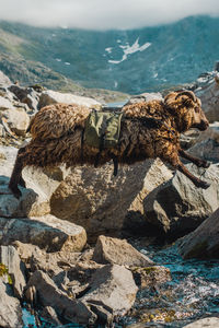 Sheep with a backpack jumping over a stream