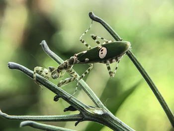 Close-up of insect on plant