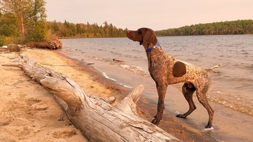 View of dog on beach