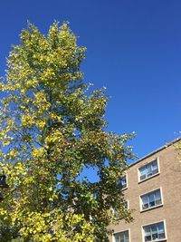 Low angle view of tree against blue sky