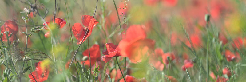 Close-up of red poppy flowers on field
