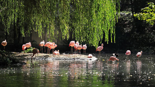 View of birds in lake