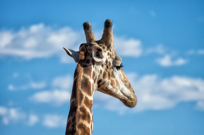 Low angle view of giraffe