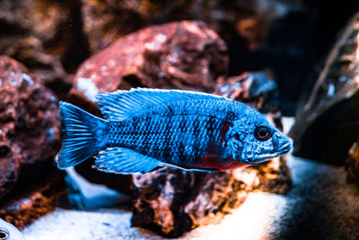 Close-up of fish swimming in sea