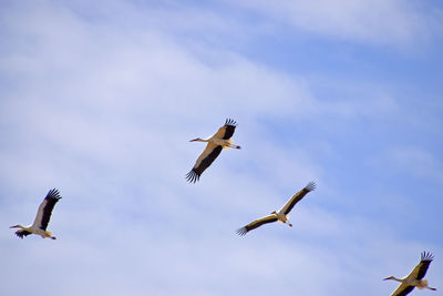 Low angle view of birds flying against sky