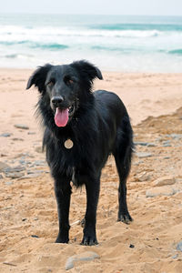 Black dog standing on beach