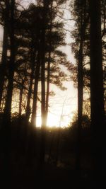 Silhouette trees in forest during sunset