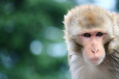 Portrait of monkey