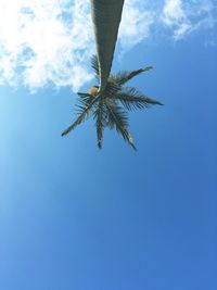 Low angle view of palm tree against blue sky