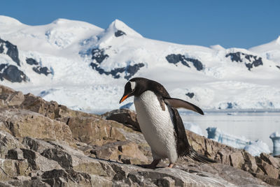 Close-up of penguin