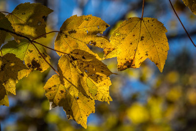 Close-up of yellow maple leaves against blurred background