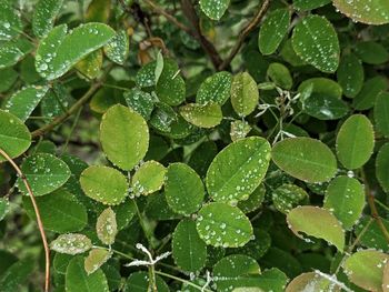 Full frame shot of plant