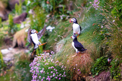 View of birds perching on rock