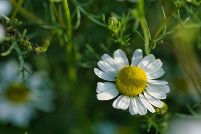 Close-up of white chamomile plants
