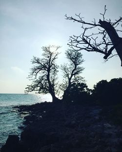 Close-up of tree by sea against sky