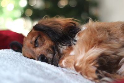 Close-up of dog sleeping