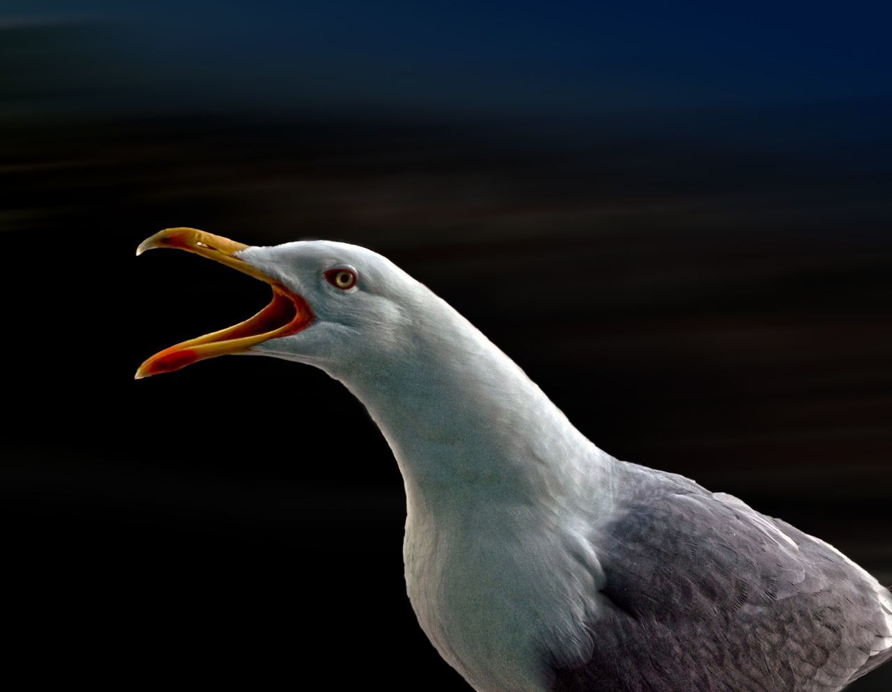 animal themes, one animal, bird, animals in the wild, wildlife, beak, close-up, animal head, side view, seagull, focus on foreground, nature, animal body part, zoology, no people, beauty in nature, outdoors, pelican, looking away