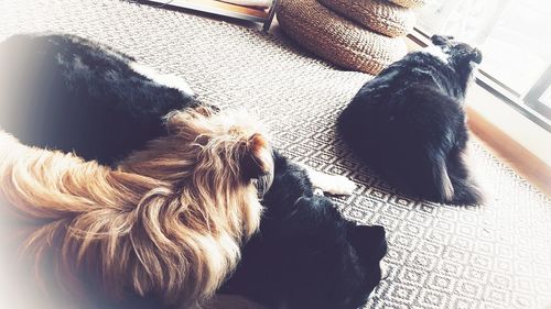 High angle view of dog sleeping on floor