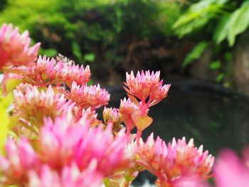 Close-up of pink flowers blooming outdoors