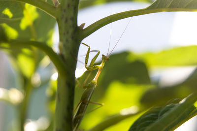 Close-up of insect on stem against blurred background