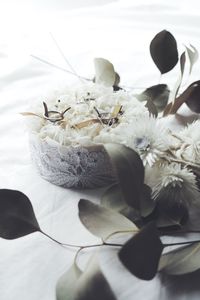 Close-up of white rose on table