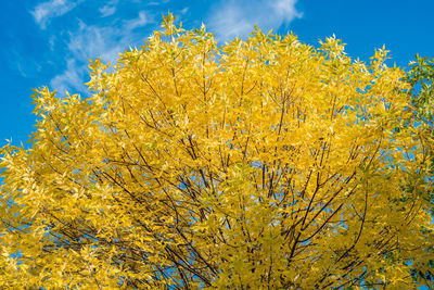 Low angle view of yellow flowers on tree