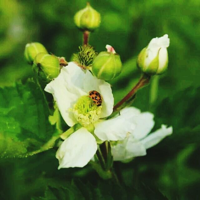 flower, freshness, growth, fragility, petal, flower head, beauty in nature, close-up, white color, focus on foreground, nature, plant, blooming, bud, in bloom, selective focus, park - man made space, stamen, day, leaf