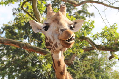 Low angle view of giraffe on tree to pairi daiza