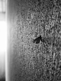 Close-up of a bird against wall