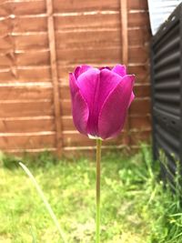 Close-up of pink flower